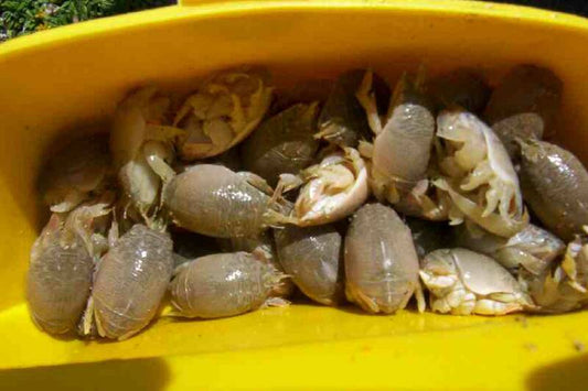 "Crab 'N' Go"  Sand Crab Catcher (mini)