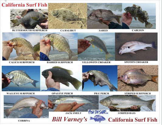Surf Fish ID Card