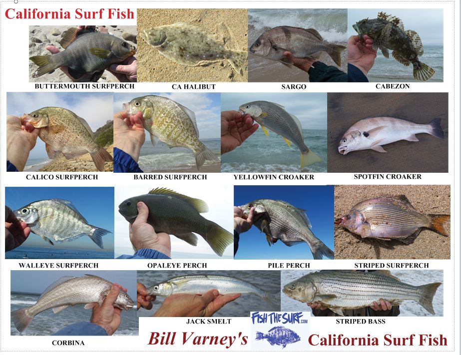 Best Seller----Surf Fishing, The Light-Line Revolution, 3rd Edition AND Fish ID Card