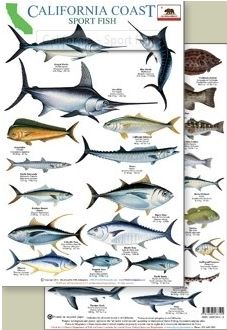 California Coast Sportfish ID Card 8"x11" Laminated