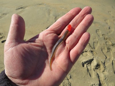 DuraScent PUMPKIN Sandworms