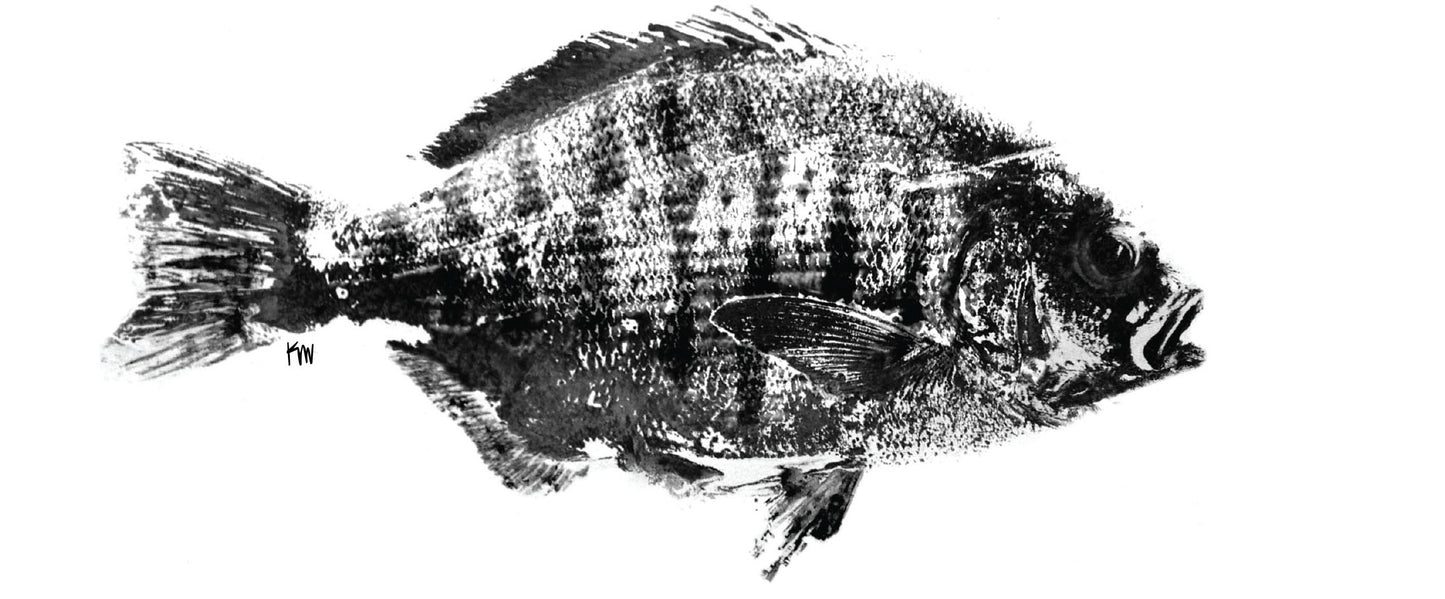 T-Shirt Barred Surfperch Tan