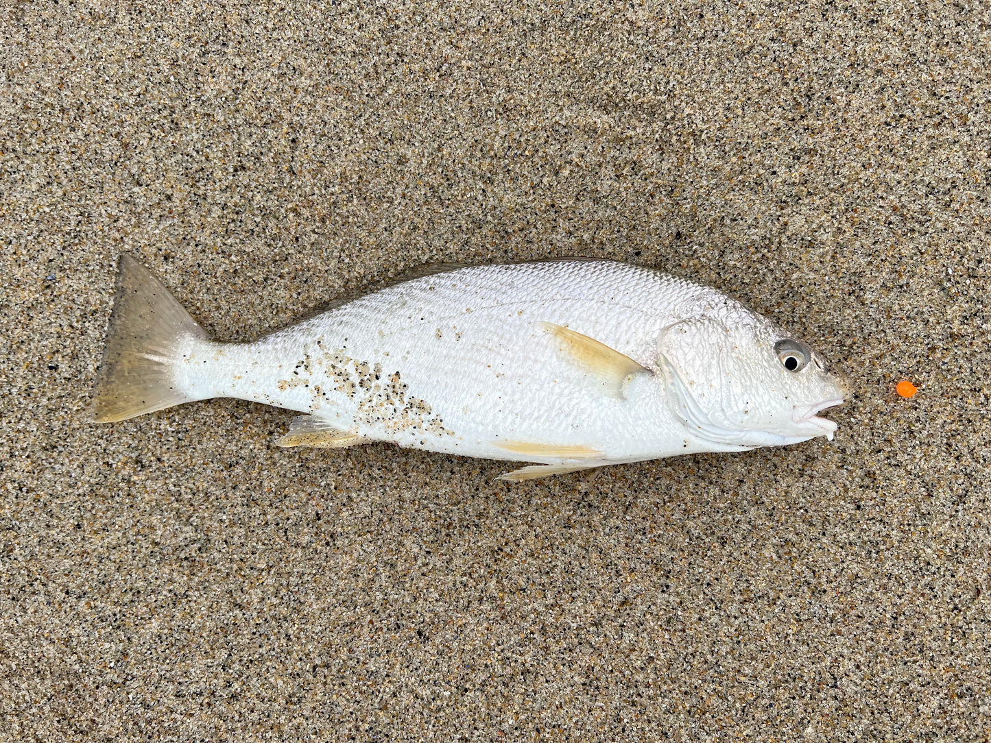 DuraScent ORANGE Surf Fishing Eggs