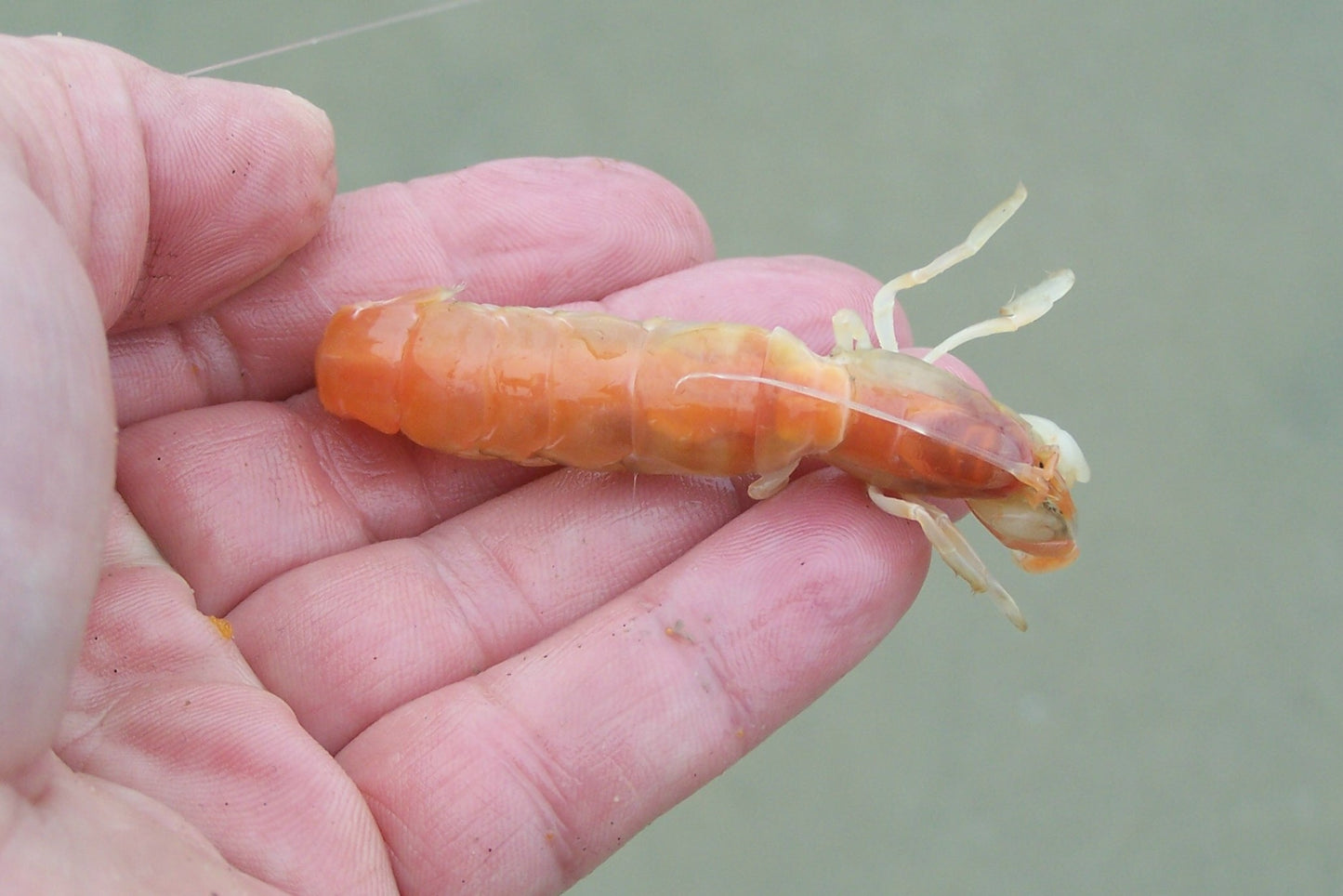 Gamakatsu Ghost Shrimp Hooks #4 (7ct)