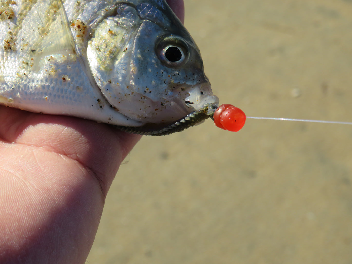 DuraScent RED Surf Fishing Eggs